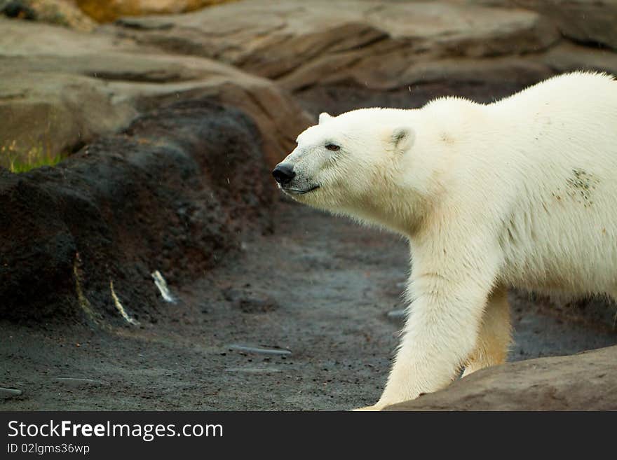 A big polar bear walking around on a large rock formation. A big polar bear walking around on a large rock formation