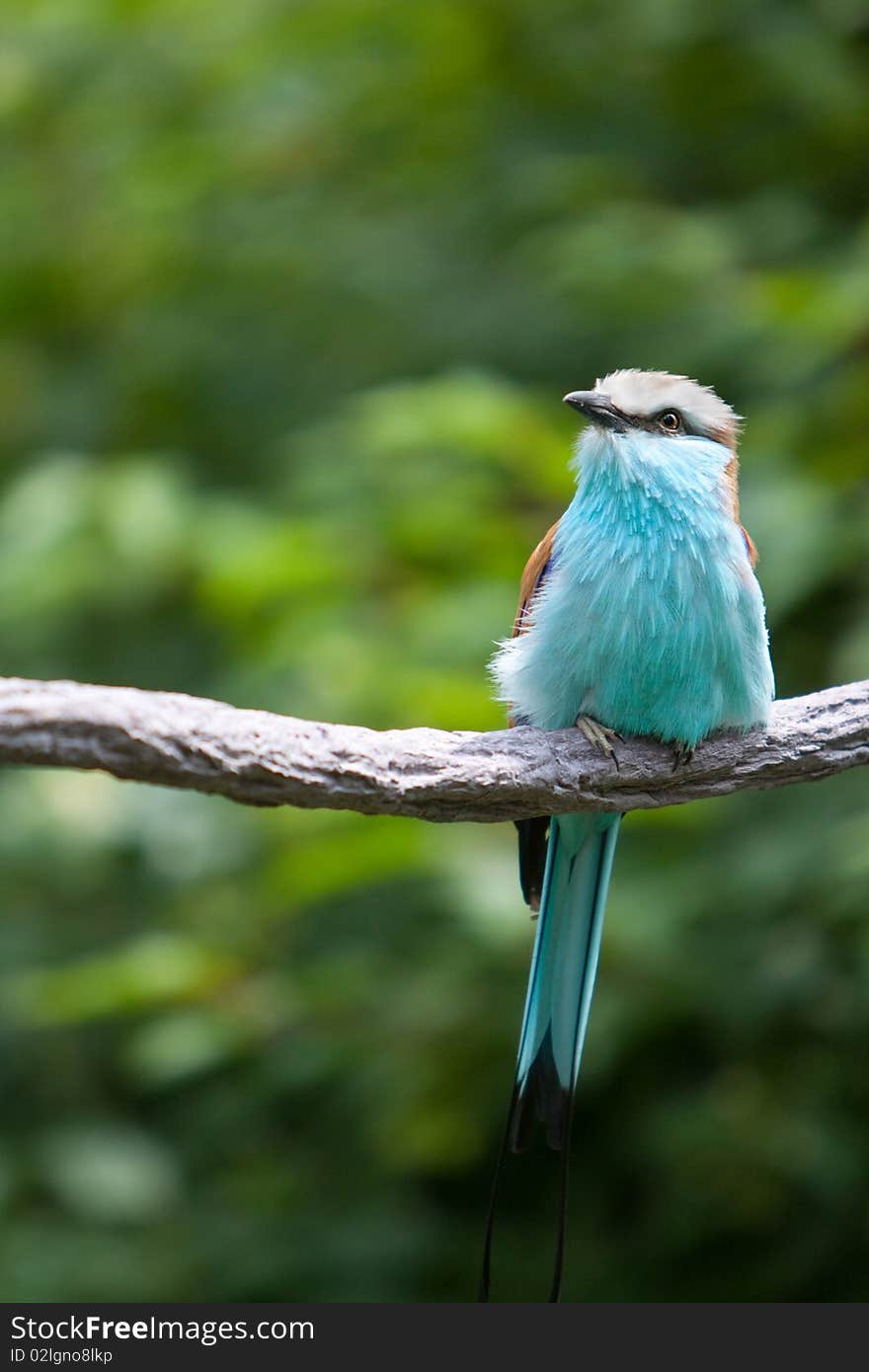 A racquet-tailed roller sitting on a branch