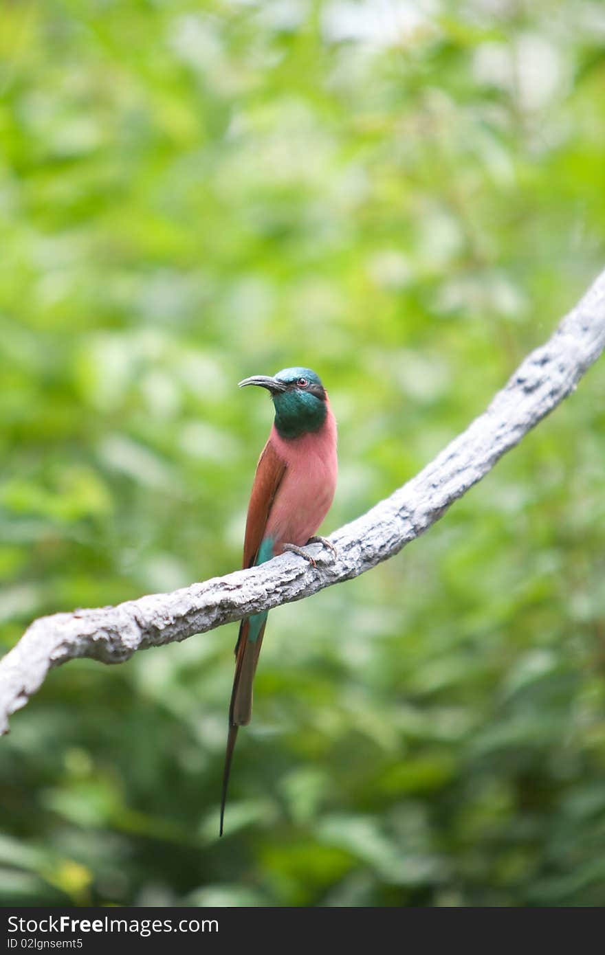 Northern Carmine Bee-Eater