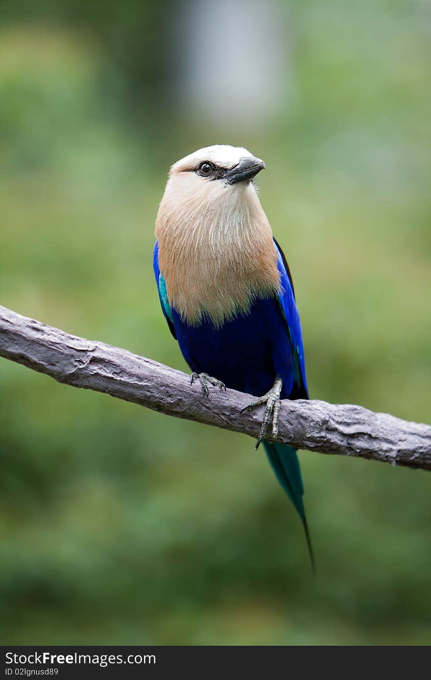 A racquet-tailed roller sitting on a branch