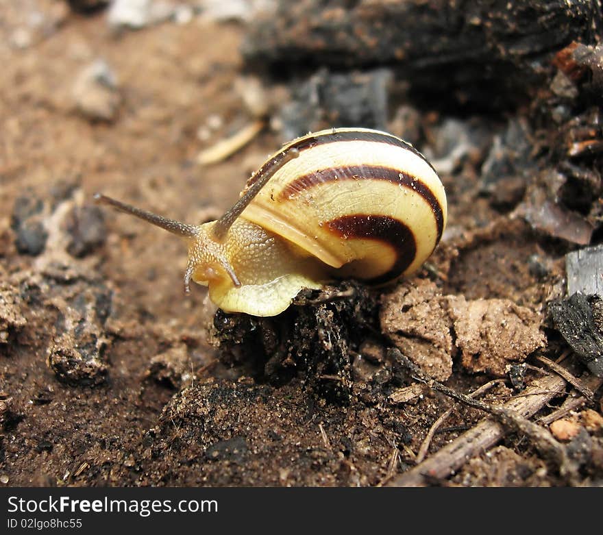 Photo of the small striped snail, close-up