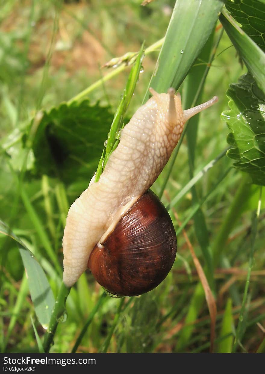 Snail crawling on the stalk of grass