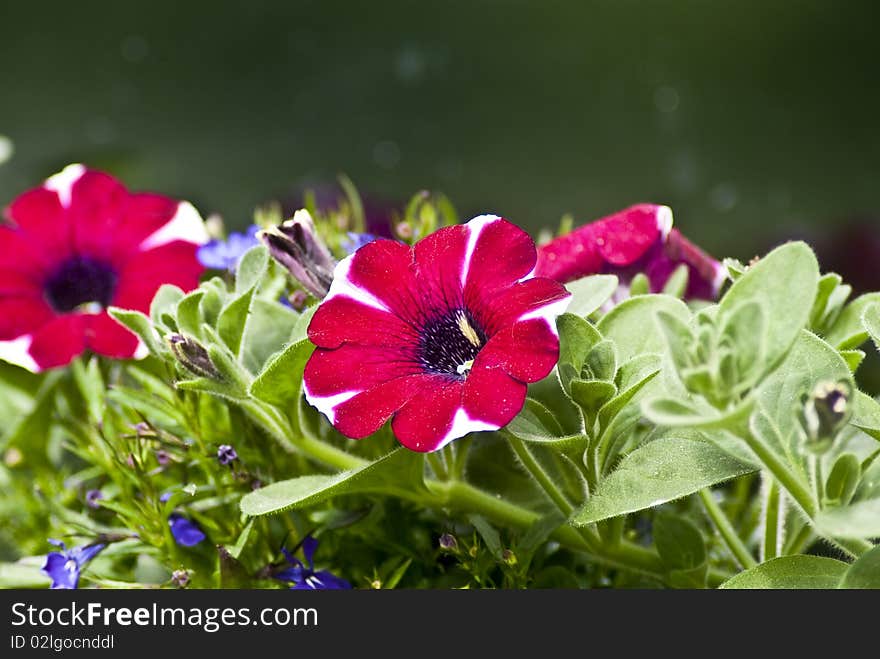 Blooming Surfinias on the windowsill