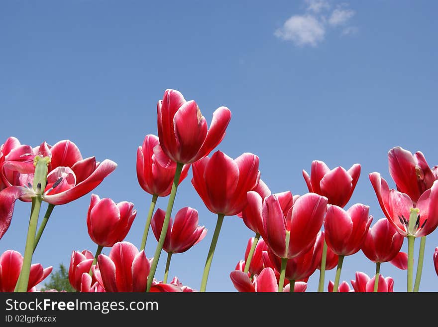 Red tulips