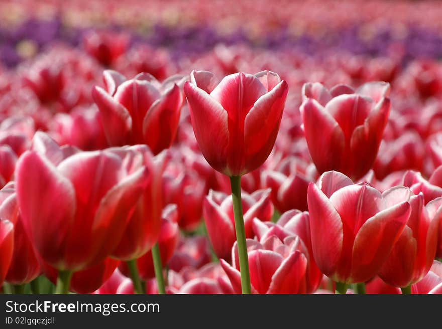 Red tulips