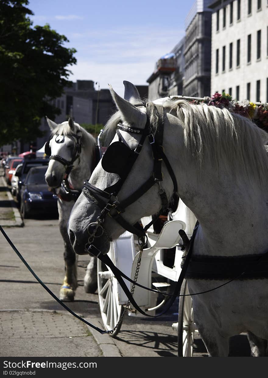 White horses waiting to take tourists for a carriage ride. White horses waiting to take tourists for a carriage ride