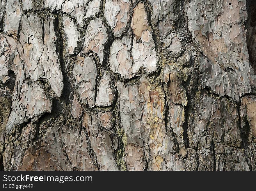 Structure of the pine bark