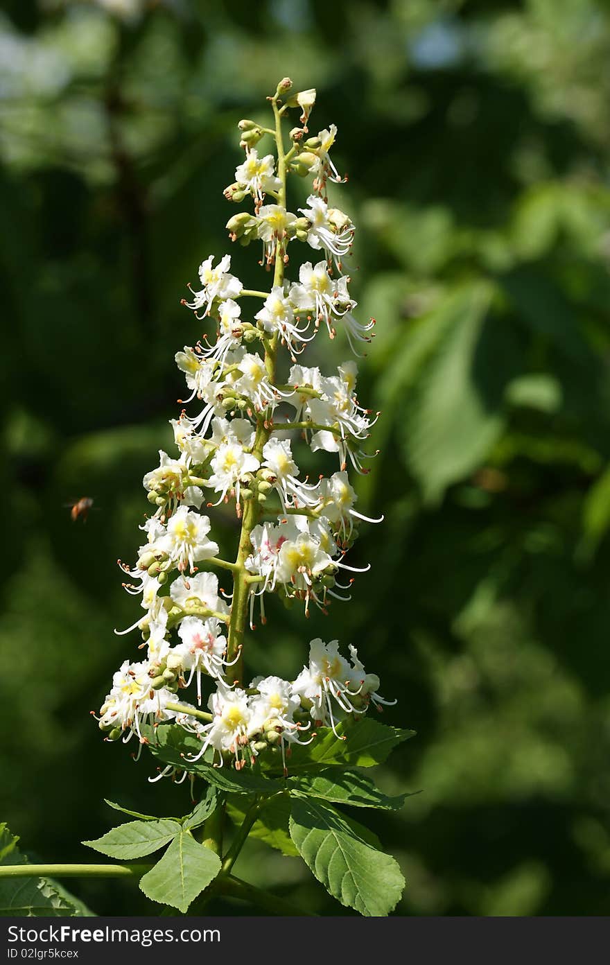 Blooming White Blossoms