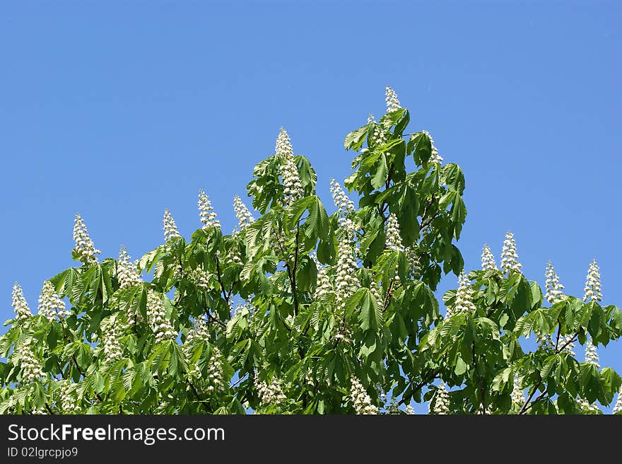 Blooming white blossoms