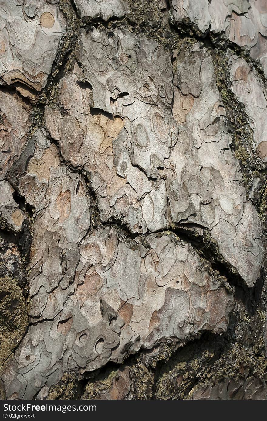 Pine Bark