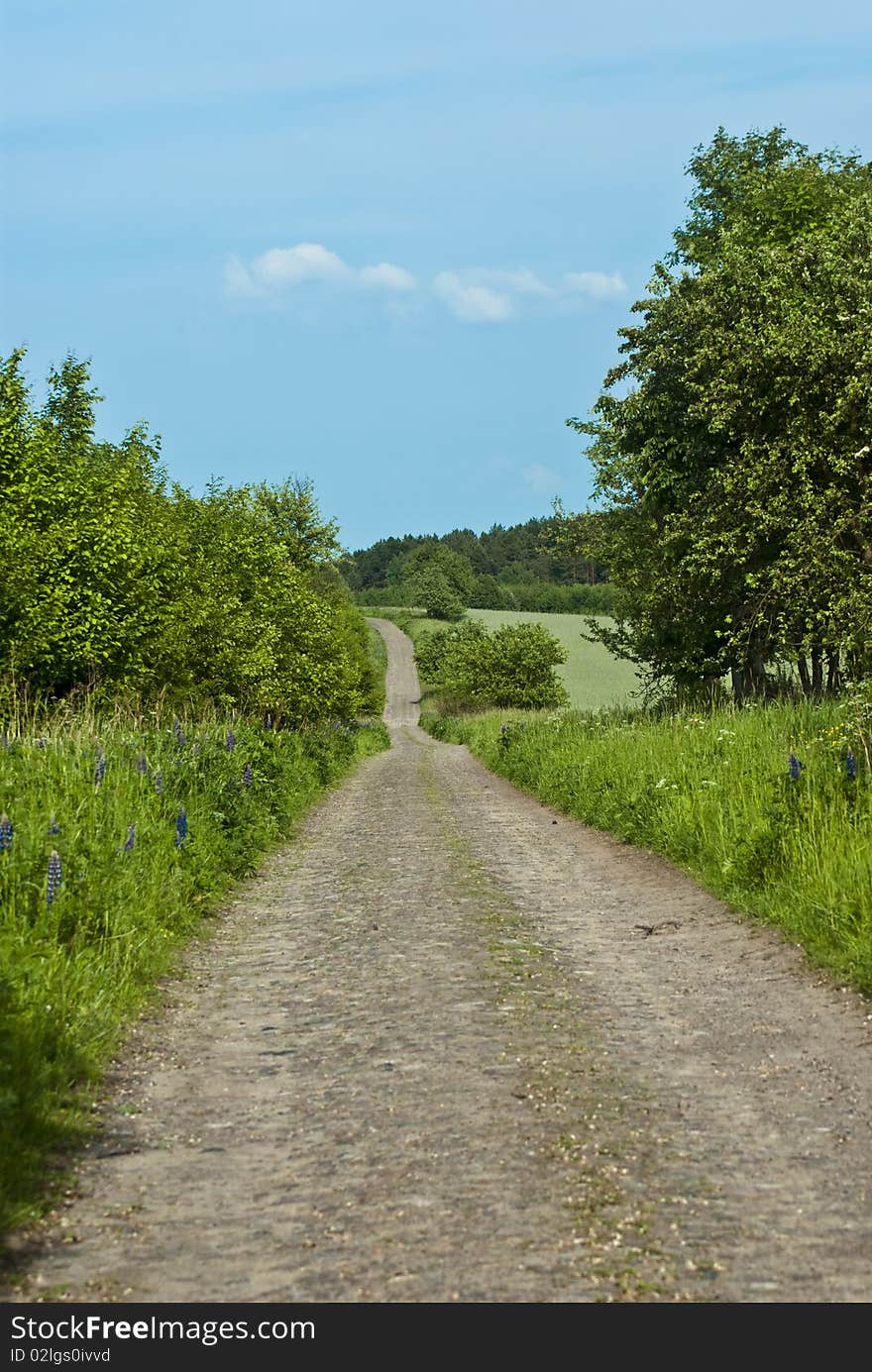 Bumpy road in the old forest