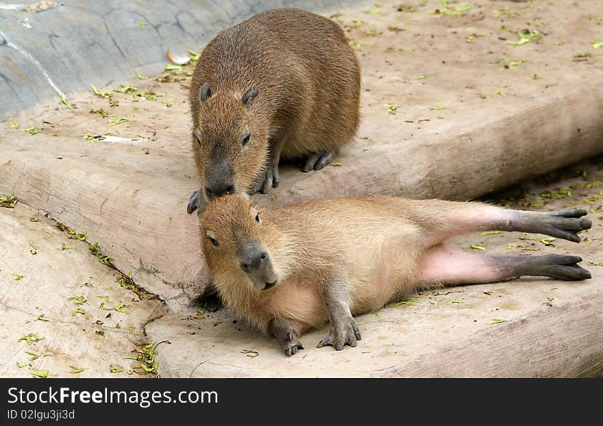 The European Beaver Or Eurasian Beaver