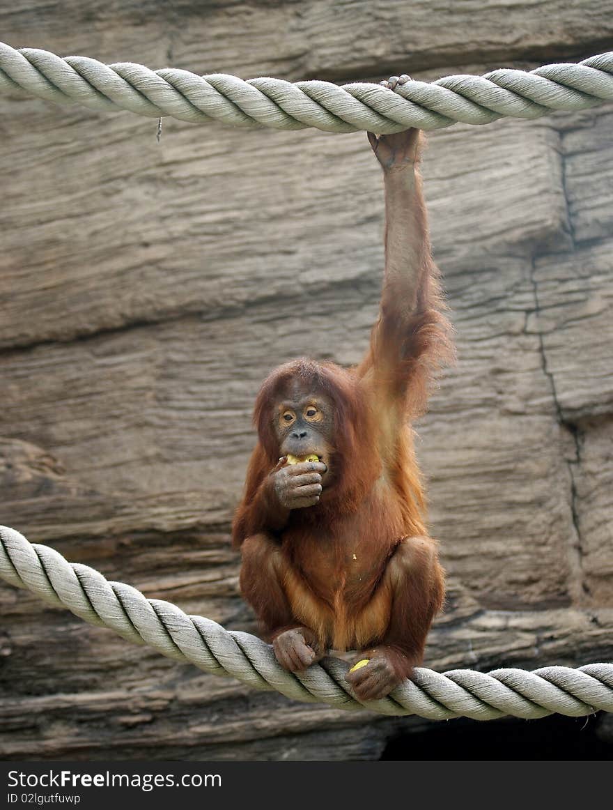 Orangutan