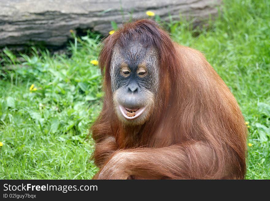 Orangutan