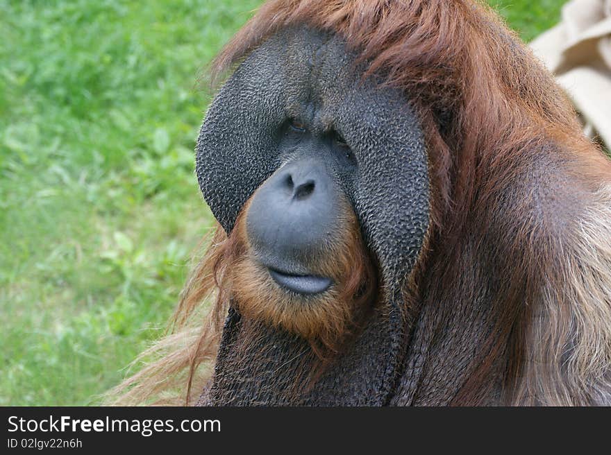 Orangutan