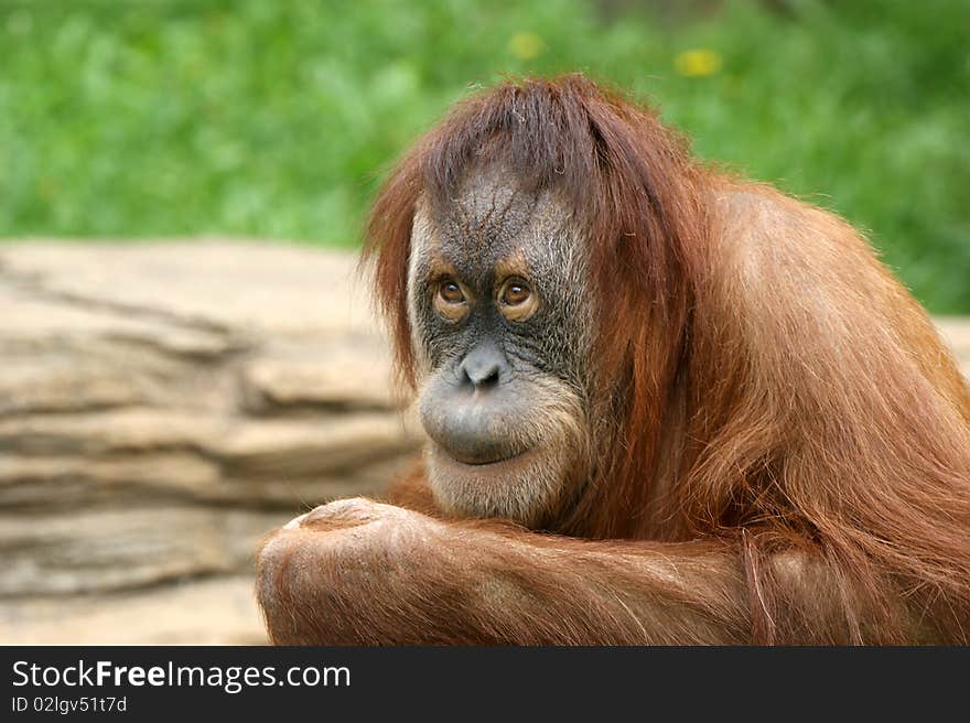 Large image of the big terrible orangutan