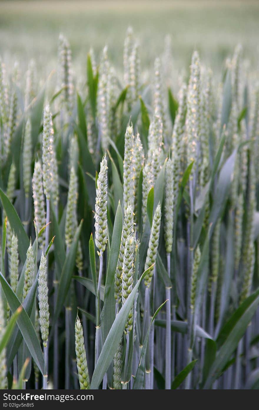 Wheat spike and plant macro