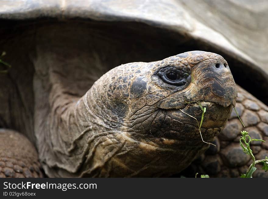 Large image of a head of very big tortoise