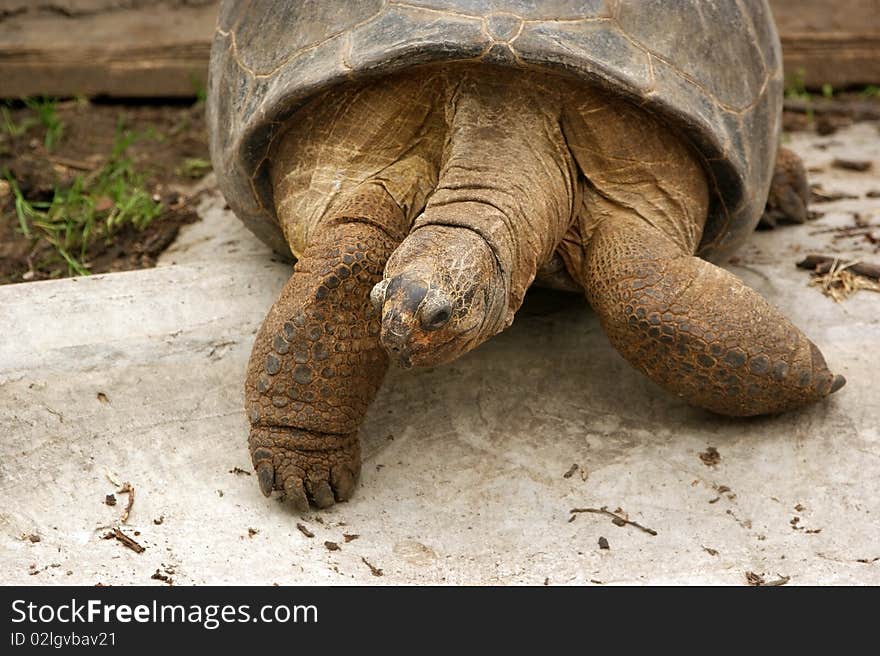 Large image of a head of very big tortoise