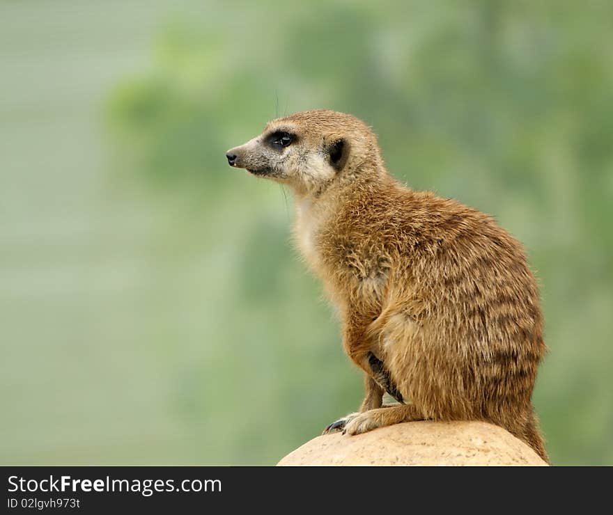 Meerkat or suricate (Suricata, suricatta)