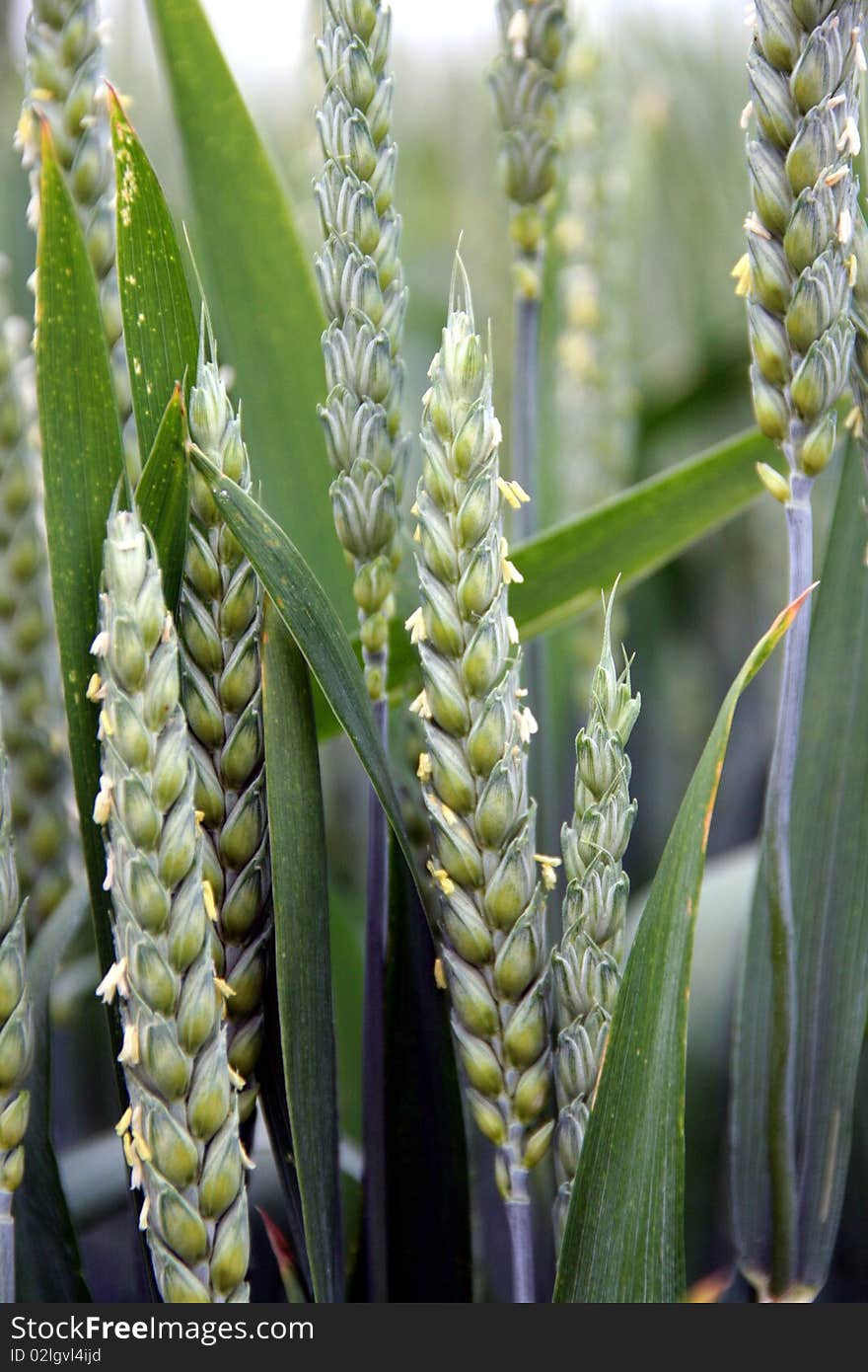 Wheat spike and plant macro