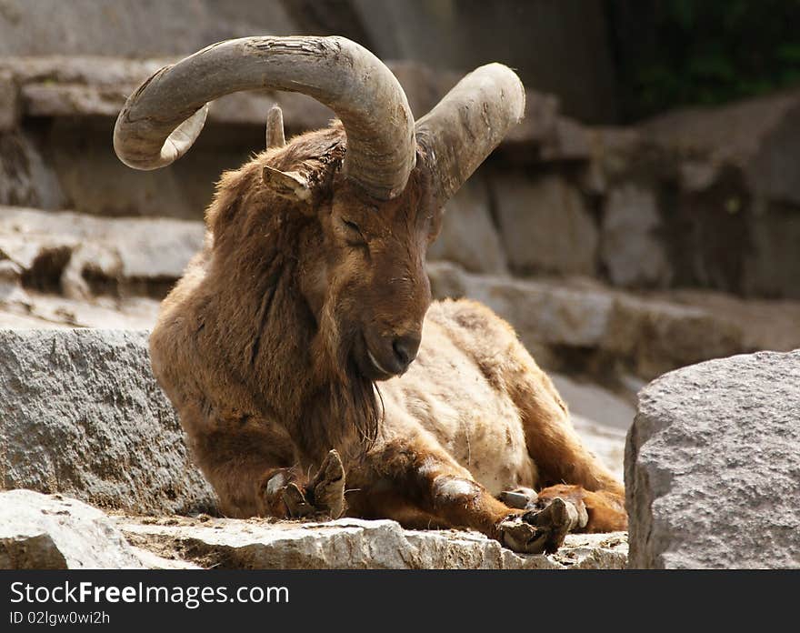 East Caucasian Tur (Capra Cylindricornis)