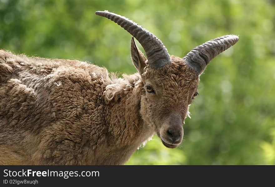 East Caucasian tur (Capra cylindricornis)