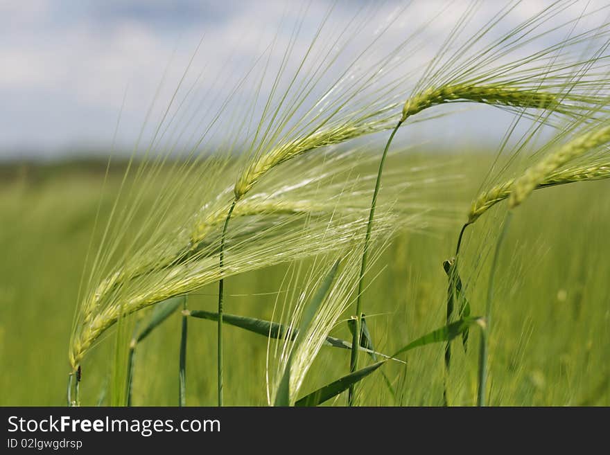 Green wheats