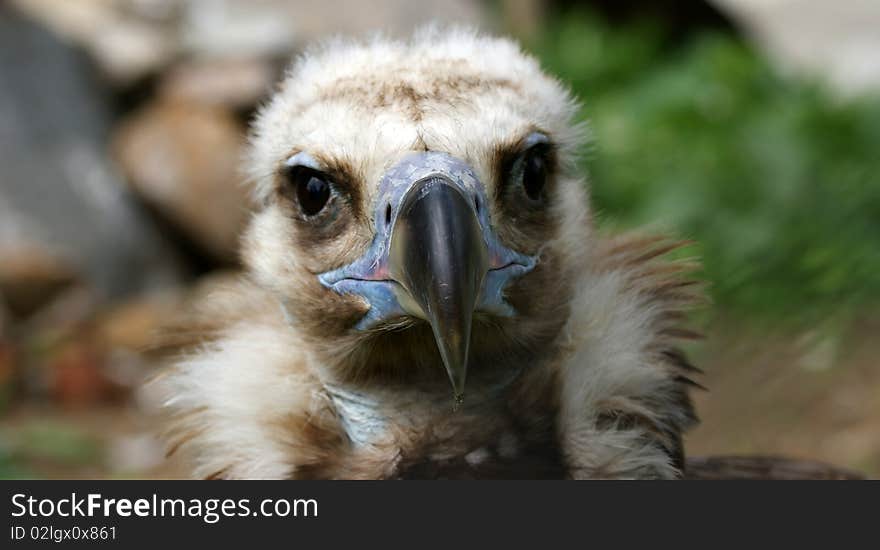 Griffin Vulture (Gyps fulvus)