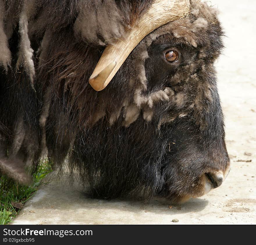 Large-scale image of a head with horns bison, zoo, Moscow, Russia