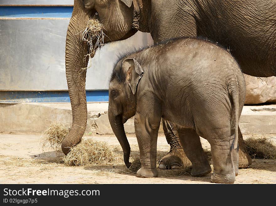 Mother elephant with her baby, zoo, Moscow, Russia