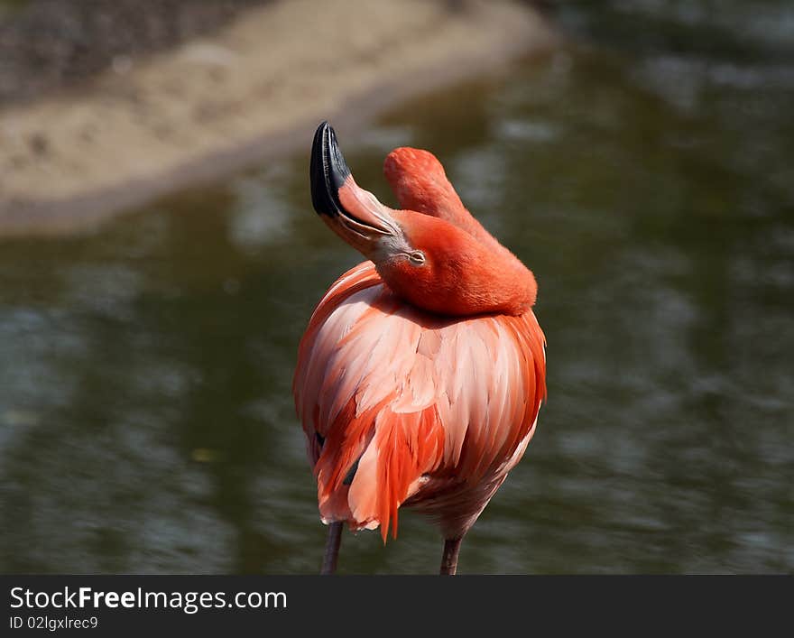 Red flamingos