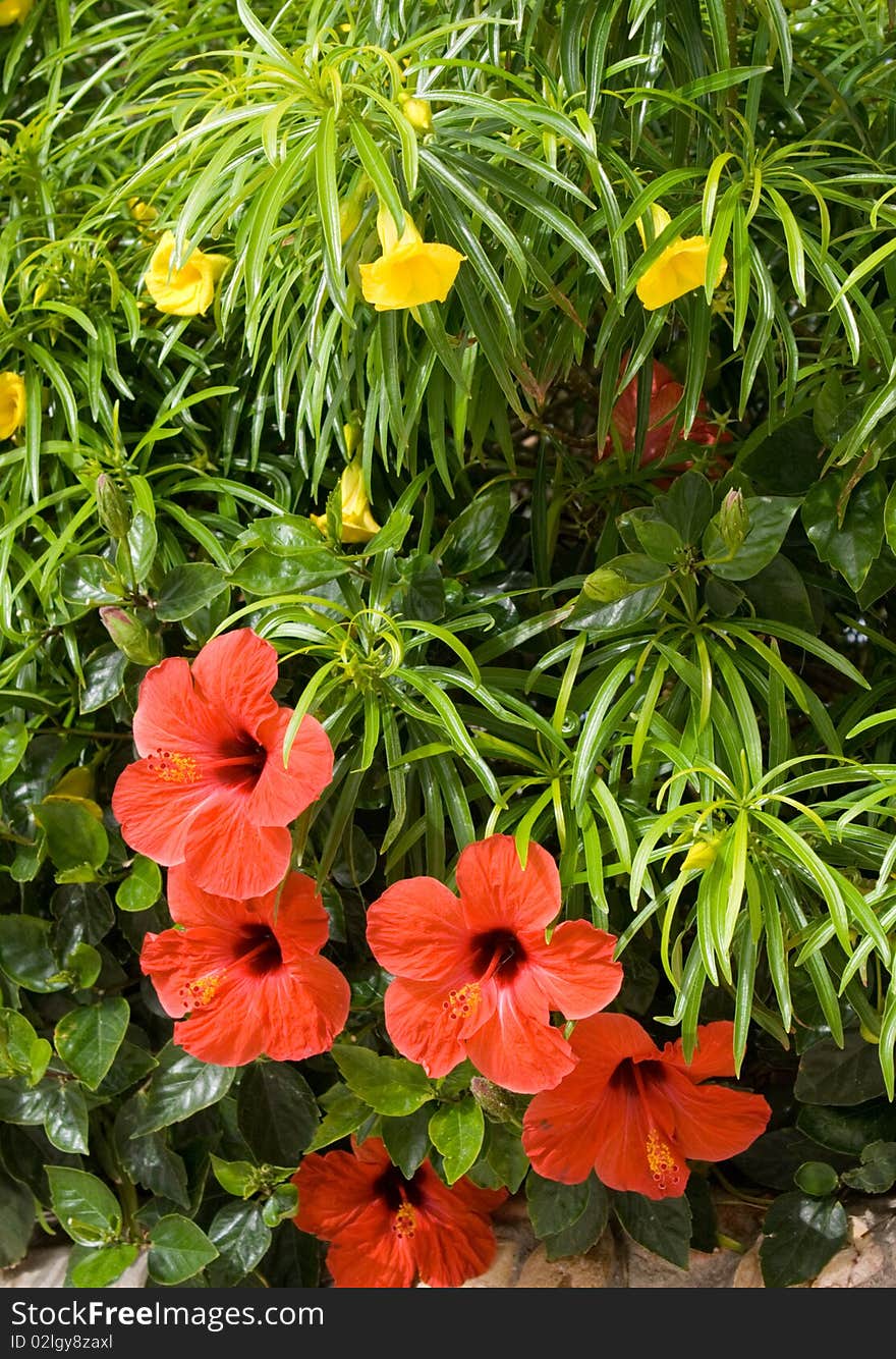 Red flowers on green backgrond