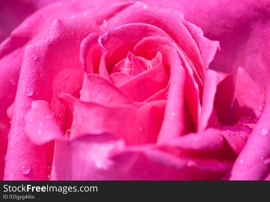 Close up of pink rose in full blossom with water drops. Close up of pink rose in full blossom with water drops