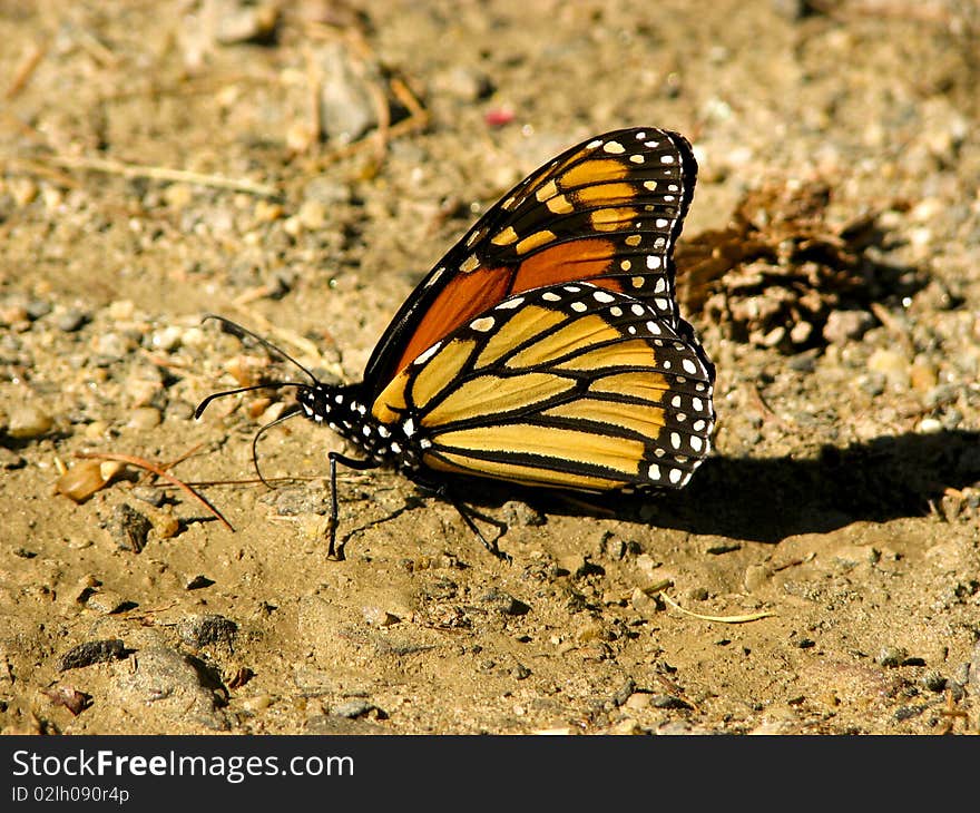 Monarch butterfly closeup sitting on patch of dirt