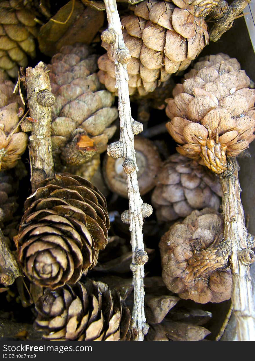 Pinecones