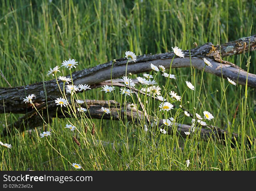 Camomile daisy and tree branch