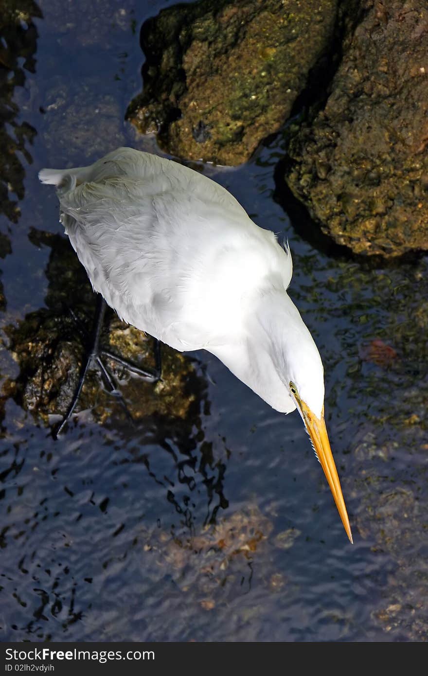 Great Egret Ding Darling Wildlife Refuge Florida