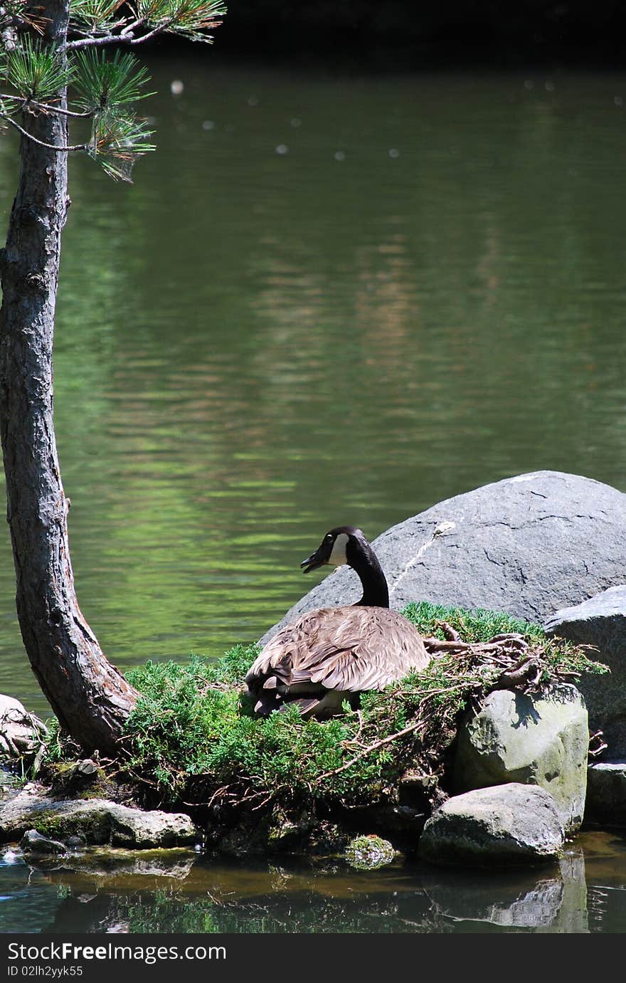 A nesting geese by her babies