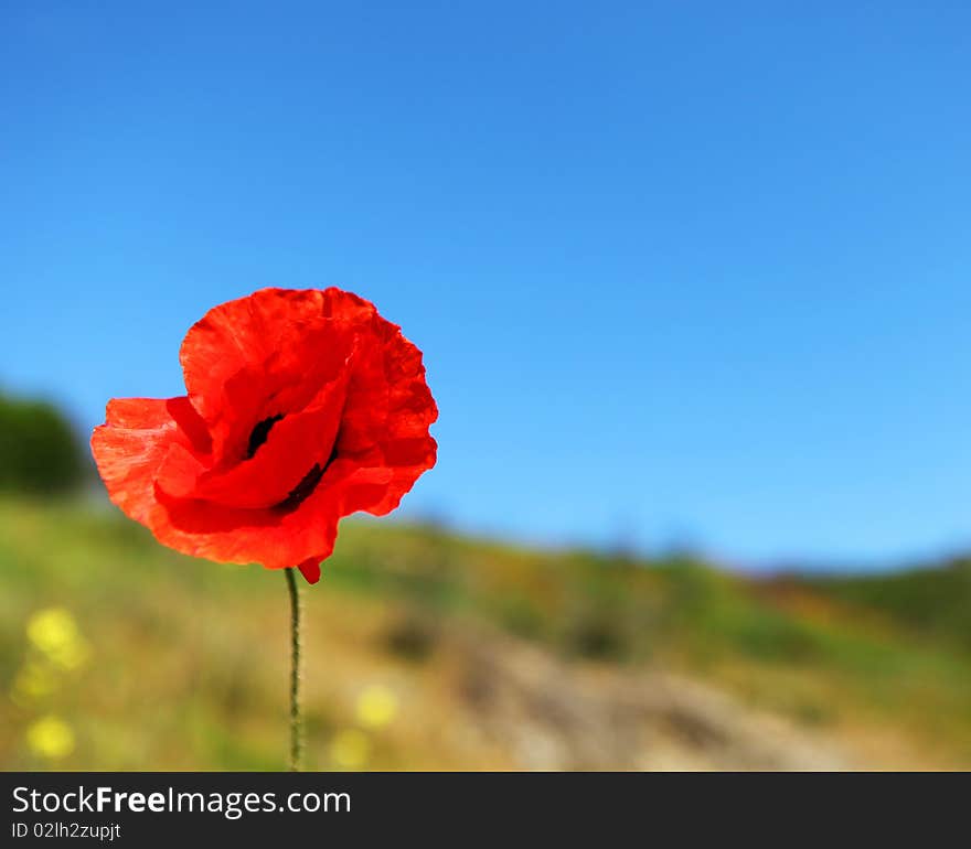 Picture of one red poppy and blue sky