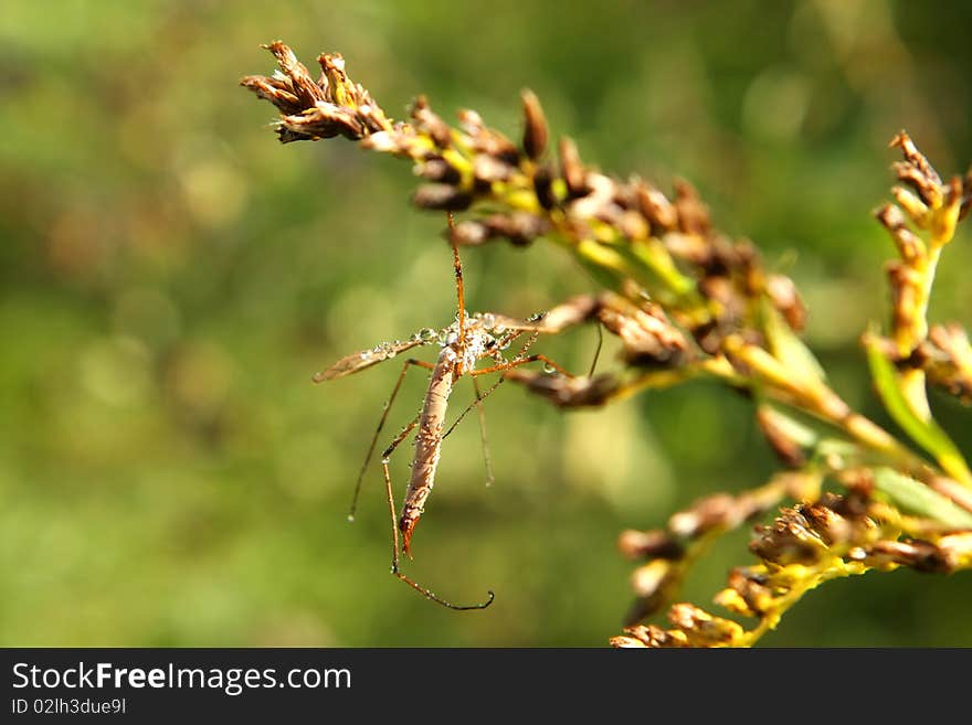 Crane Fly In Morning Sun In Dew