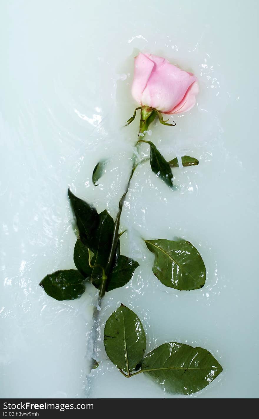 Fresh pink rose in water with milk and drops