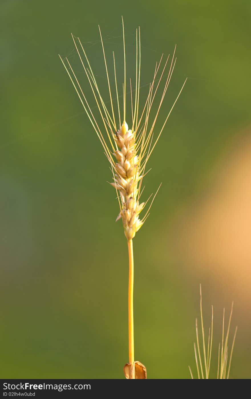 The wheat with blur background