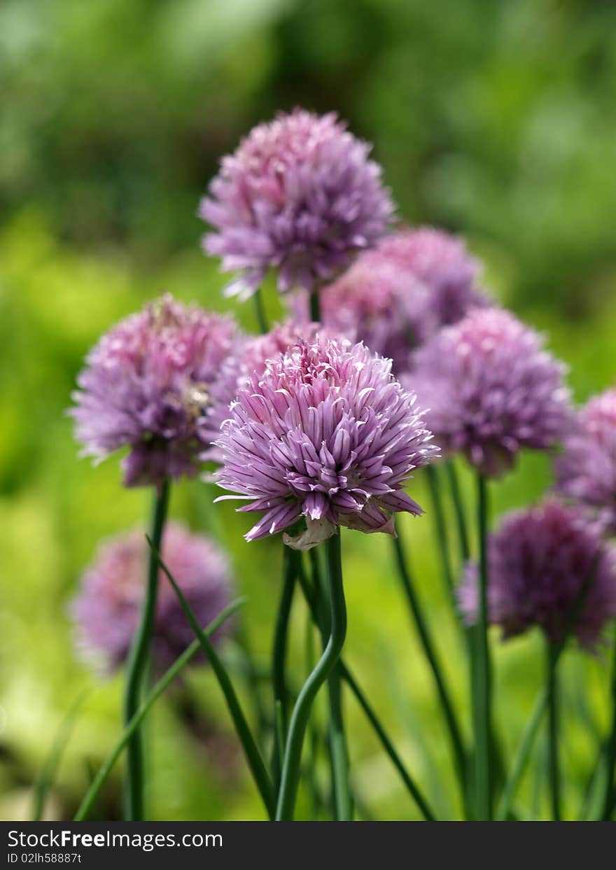 Onion Flower