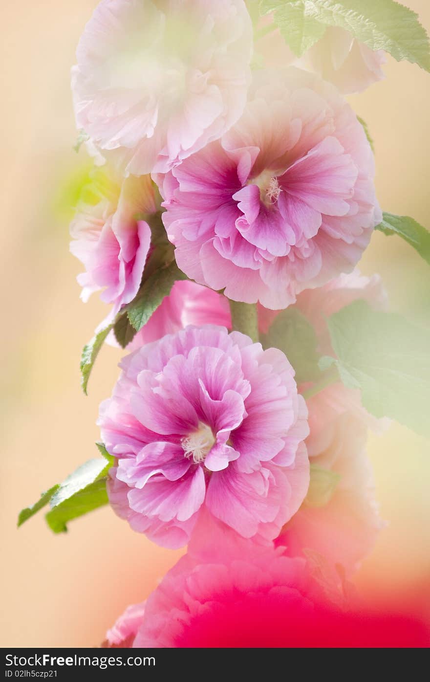 Hollyhock