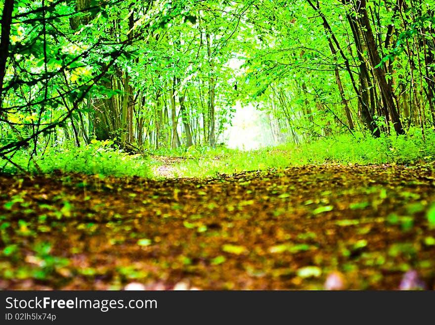 Spring landscape of young grey forest with green trees