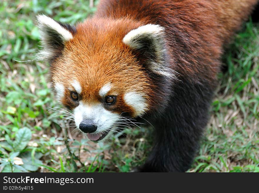 Chinese red Panda