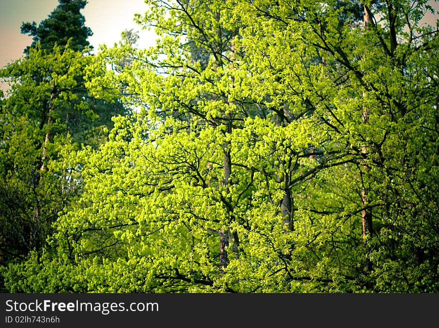 Spring landscape of young grey forest with bright blue sky. Spring landscape of young grey forest with bright blue sky