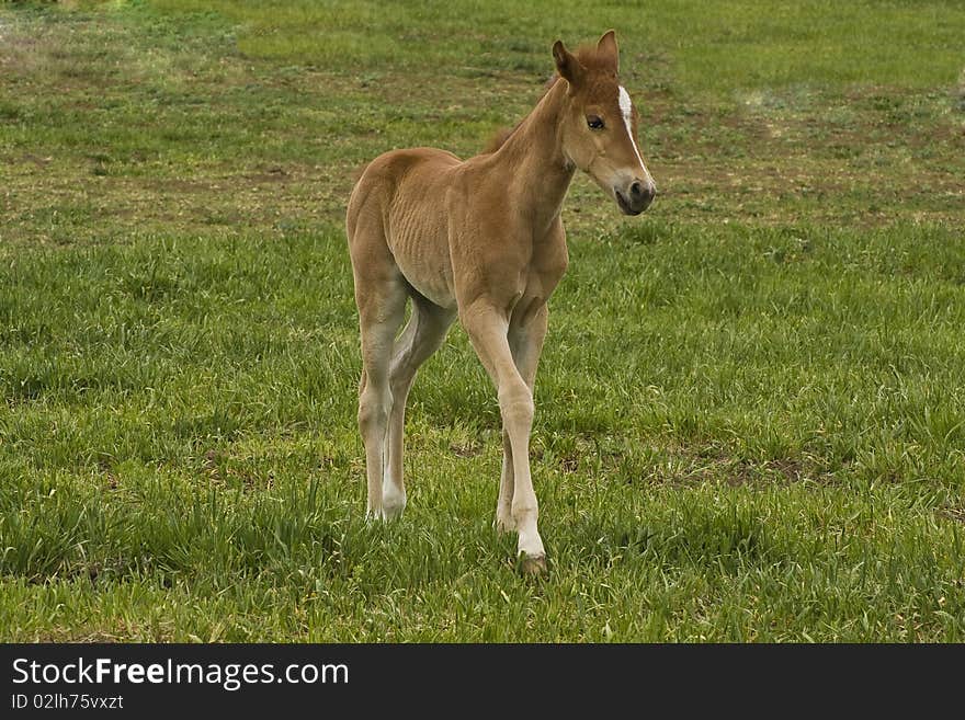 Quarter Horse Filly in Pasture