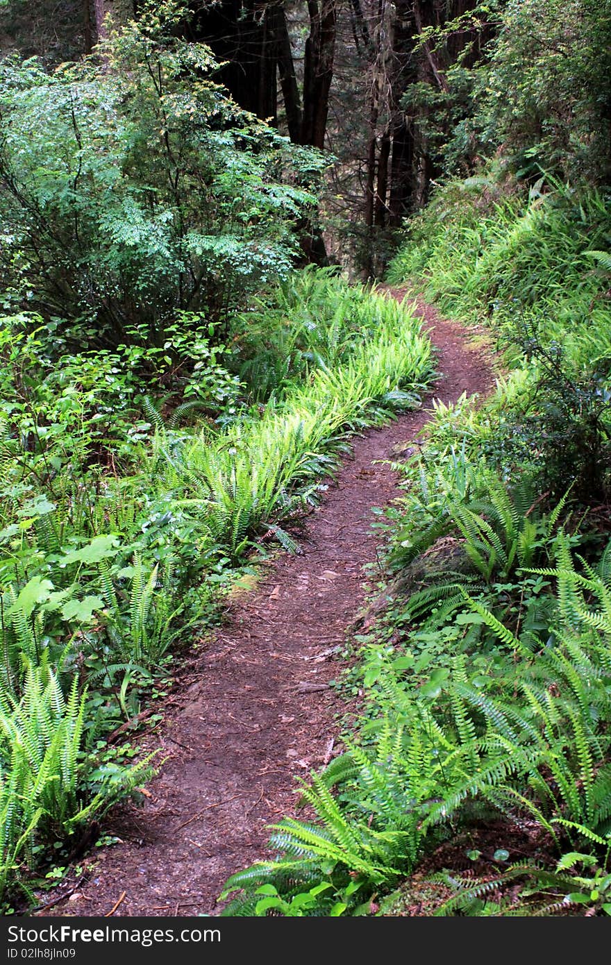 A trail passing through the forest at Redwood National Park with trees, green shrubs, grasses, and ferns visible beside the trail. A trail passing through the forest at Redwood National Park with trees, green shrubs, grasses, and ferns visible beside the trail.